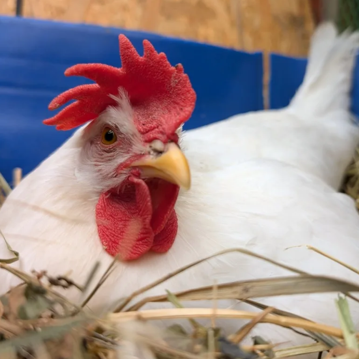 Szabadtartású Bio tojóhibrid kontrollcsapat!